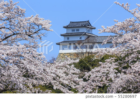 国宝彦根城と満開の桜 国宝彦根城と満開の桜 55280697