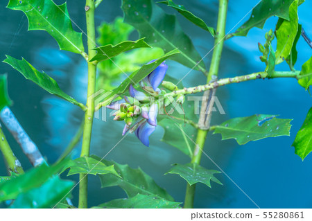 purple flower of biennial plants in the swamp 55280861