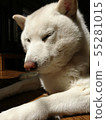 Shiba Inu 55281015