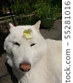 Shiba Inu 55281016