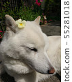 Shiba Inu 55281018