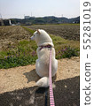 Shiba Inu 55281019