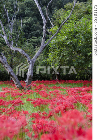 Cluster amaryllis 55281175