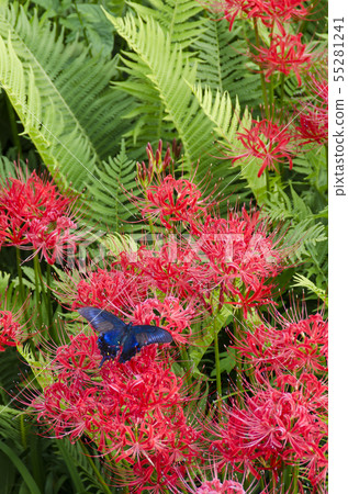 Higanki flower and butterfly 55281241