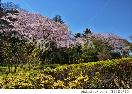 Cherry blossoms in full bloom in the park Cherry blossoms in full bloom in the park 55281713