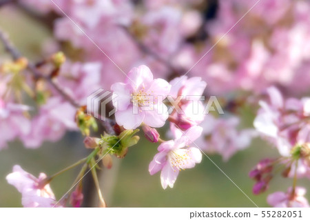 河津櫻花 河津櫻花 55282051