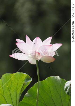 蓮花蓮花蓮花蓮花蓮花 照片素材 圖片 圖庫