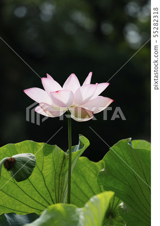 蓮花蓮花蓮花蓮花蓮花 照片素材 圖片 圖庫