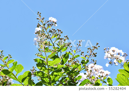 White-flowered Crape Myrtle 55282404