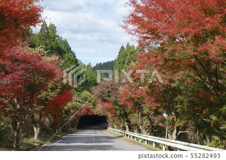 楓樹路 55282493