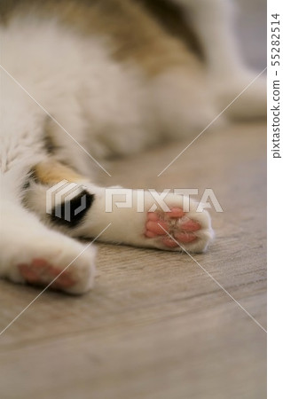 貓爪 貓爪 55282514
