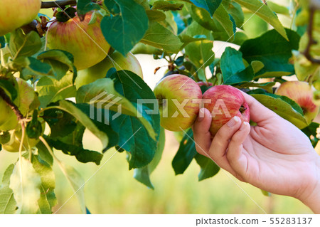 Hand of young woman holding red apple on tree Hand of young woman holding red apple on tree 55283137
