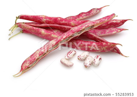 Fresh pinto beans isolated on white Fresh pinto beans isolated on white 55283953