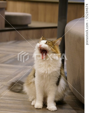 Cat @ cat cafe Cat @ cat cafe 55284674