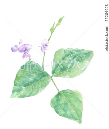 甜豆花水彩 55284998