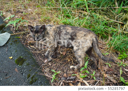 Cat · stray cat · rust pattern · rust · child care · break · breathless · rainy season Cat · stray cat · rust pattern · rust · child care · break · breathless · rainy season 55285797
