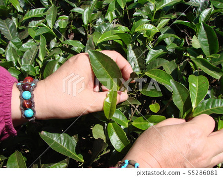 Picking tea leaves on Indian plantations. Summer. 55286081
