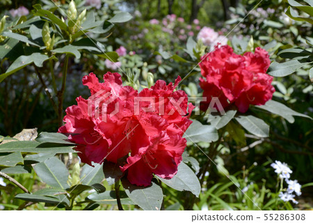 Red ginseng flowers Red ginseng flowers 55286308