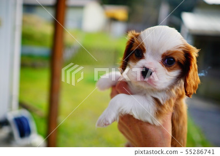 Cavalier 55286741