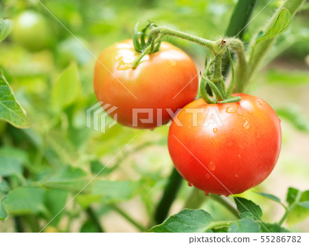種植西紅柿 55286782