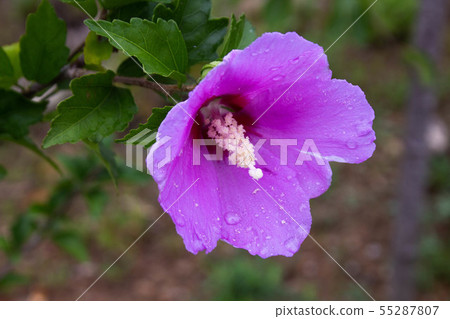 Mugunghwa flower Mugunghwa flower 55287807