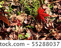 Autumn leaves fallen leaves Autumn leaves fallen leaves 55288037