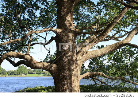 久喜書部公園 55288163