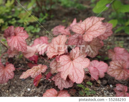 Beautiful Copper Leaf of Hukera 55288293