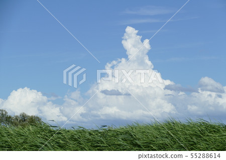 Blue sky, summer approach clouds 55288614