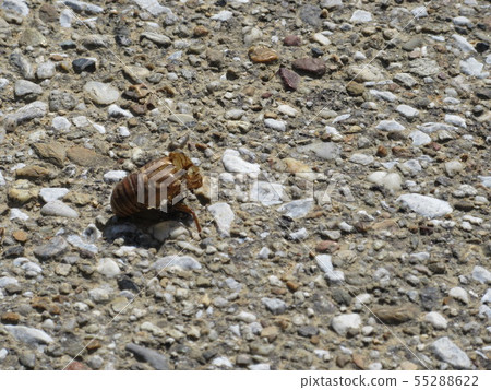 Cicadian shell Cicadian shell 55288622