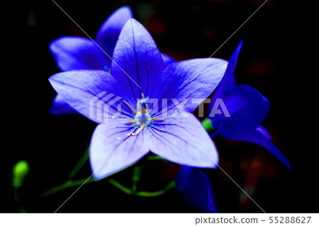 與芭蕾舞女演員花的一朵花 55288627