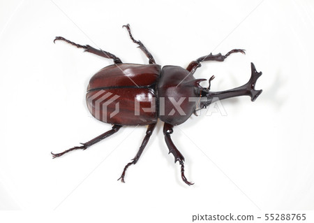Beetle 55288765