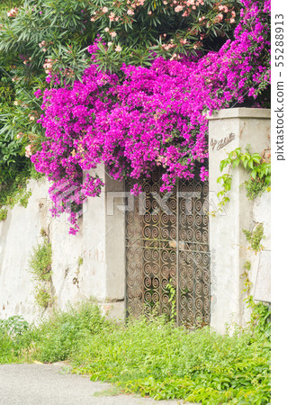 Purple bougainvillea plant tree Purple bougainvillea plant tree 55288913