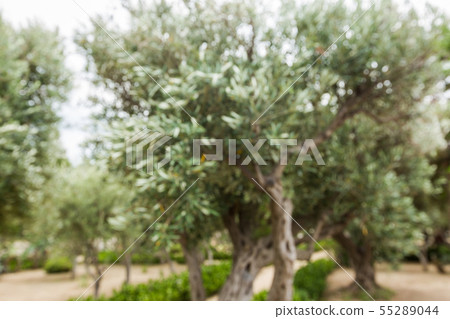 Olives on olive tree 55289044