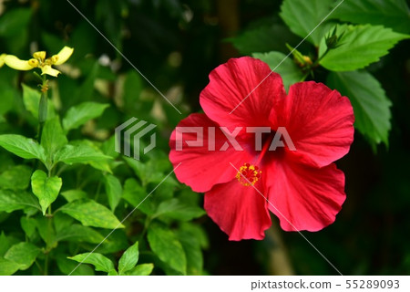 Hibiscus 55289093