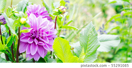 Dahlia flowers garden Dahlia flowers garden 55291085