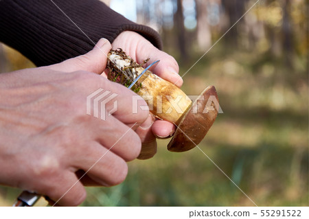 Detail of woman's hand cleaning boletus or 55291522