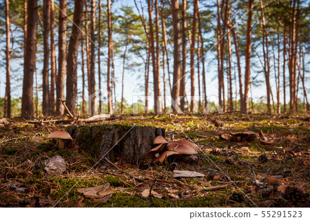 Close-up view of a forest with blue sky, stump and Close-up view of a forest with blue sky, stump and 55291523