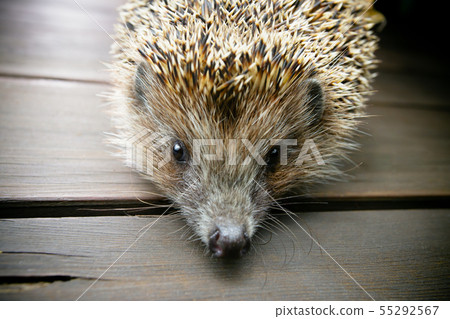 Hedgehog on wooden boards looks in camera 55292567