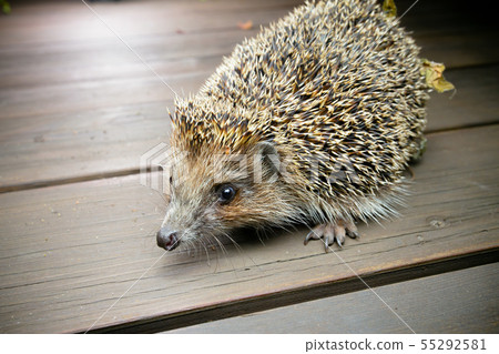Hedgehog on wooden boards looks in camera 55292581
