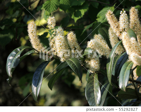 Laurel Cherry, Prunus laurocerasus, during 55292827