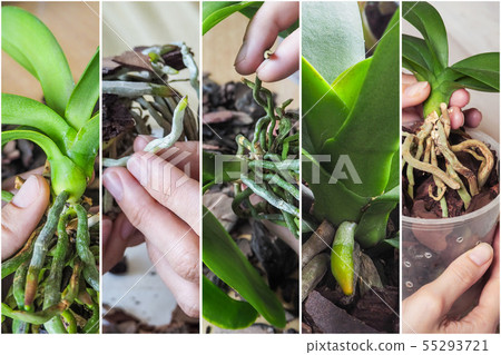 Collage from pictures of Orchid transplant Collage from pictures of Orchid transplant 55293721