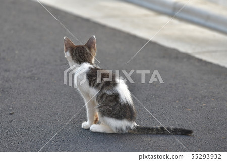 後面觀點的一隻離群貓小貓 55293932