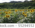 向日葵 55294552