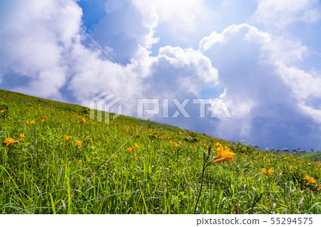 (Nagano Prefecture) Nikko Kisoge Blooms, Summer Kirigamine 55294575