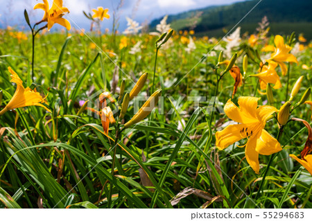 (Nagano Prefecture) Nikkisuge blooms, summer Kirigamine plateau 55294683