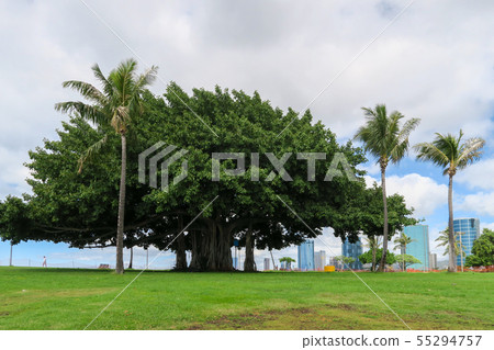 榕樹巨型樹在丙氨酸Moana蜂公園，不可思議的海島附近的 55294757