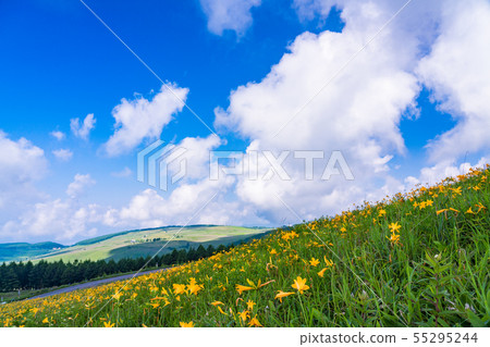 (Nagano Pref.) Flowering Kirigamine plateau 55295244