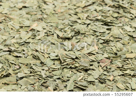 印楝葉,印楝葉:印楝葉 印楝葉,印楝葉:印楝葉 55295607