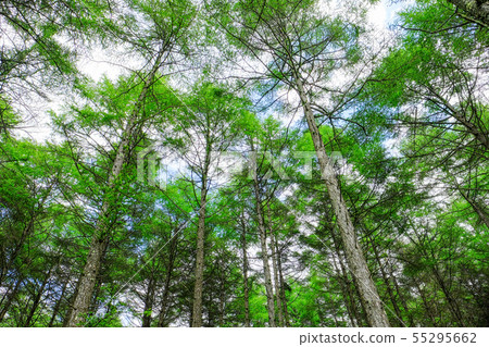 Forest Forest 55295662